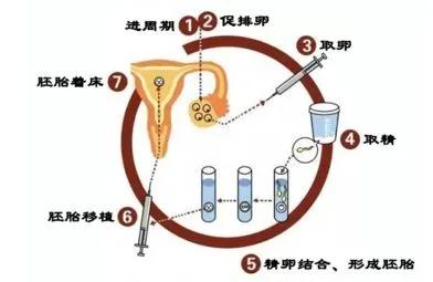 做第三代做供卵试管能避免红绿色盲吗